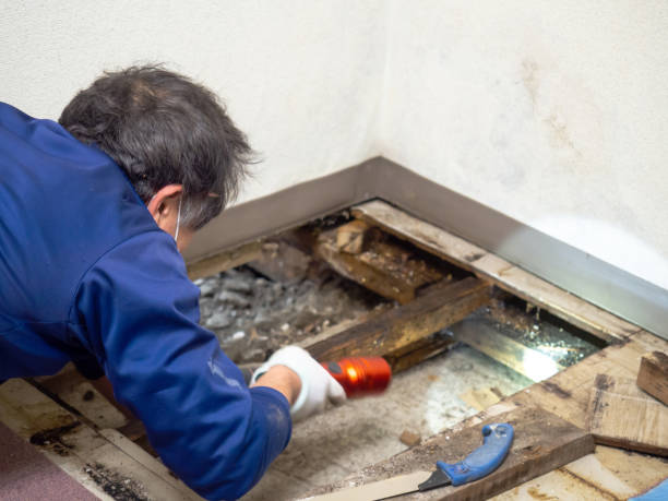 Best Mold Removal Company Near Me  in Nneconne, WI