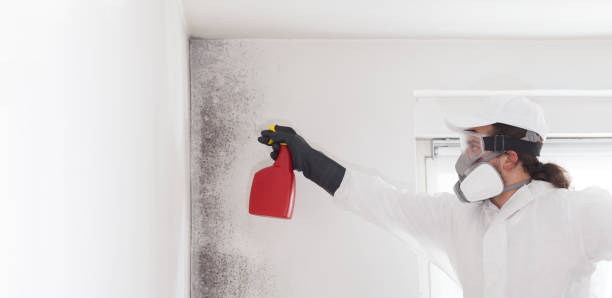 Best Mold Cleaning Services  in Nneconne, WI