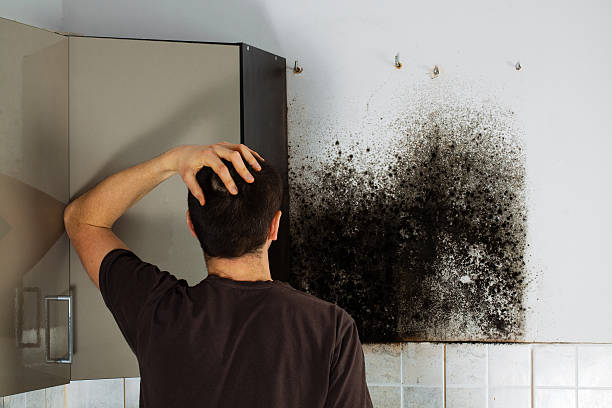 Best Mold Inspection  in Nneconne, WI