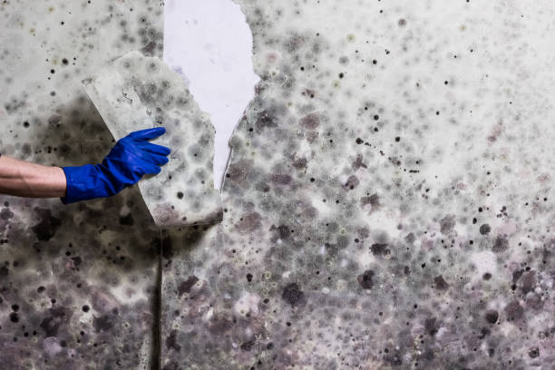 Best Toxic Mold Removal  in Nneconne, WI
